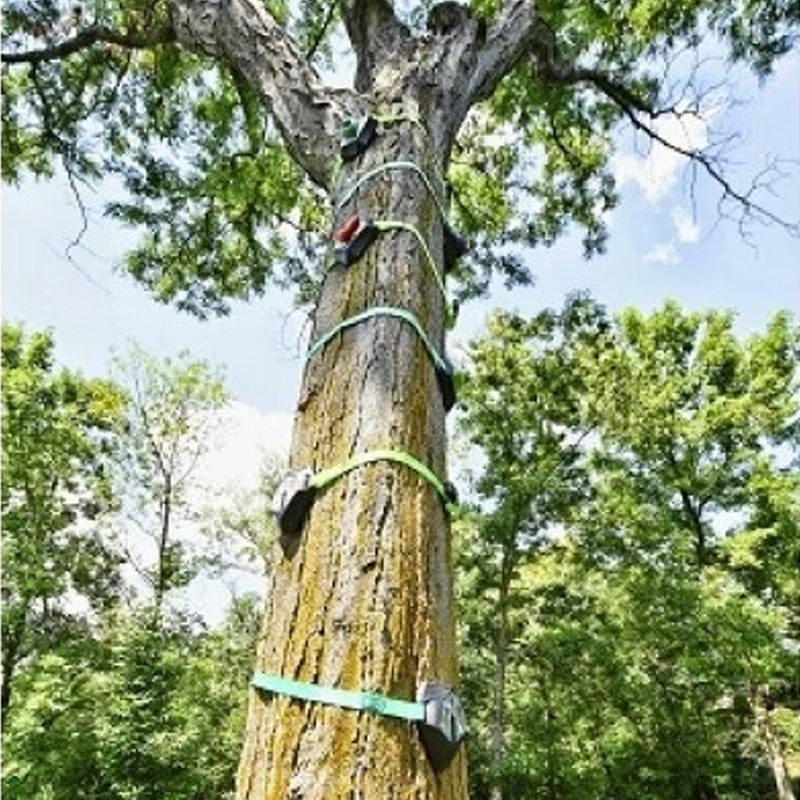 Slackers Tree Climbers